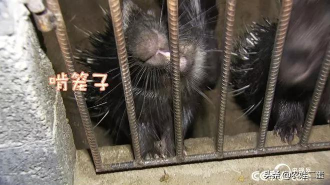 致富经刺猬养殖视频播放_视频致富刺猬养殖播放_生财有道刺猬养殖视频