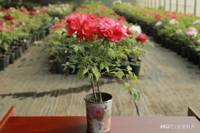 牡丹种植技术_牡丹种植技术及亩收益_牡丹种植技术大全