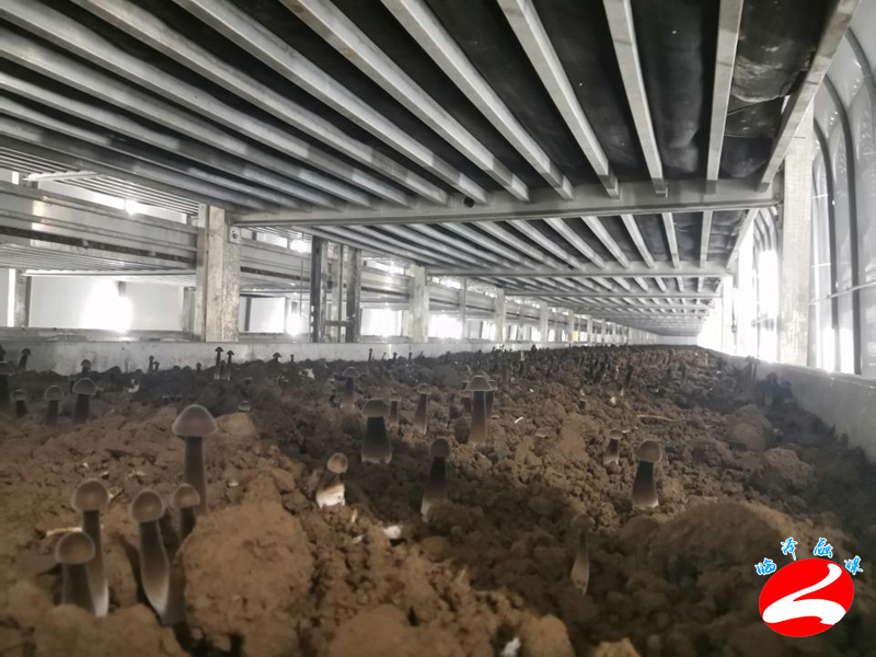 临泽：黑皮鸡枞菌引种成功，开辟增收致富新路子