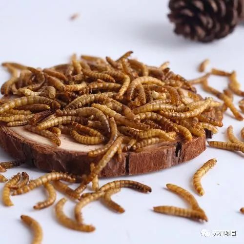 面包虫养殖技术大全视频_面包虫养殖技术全教程_面包虫养殖技术
