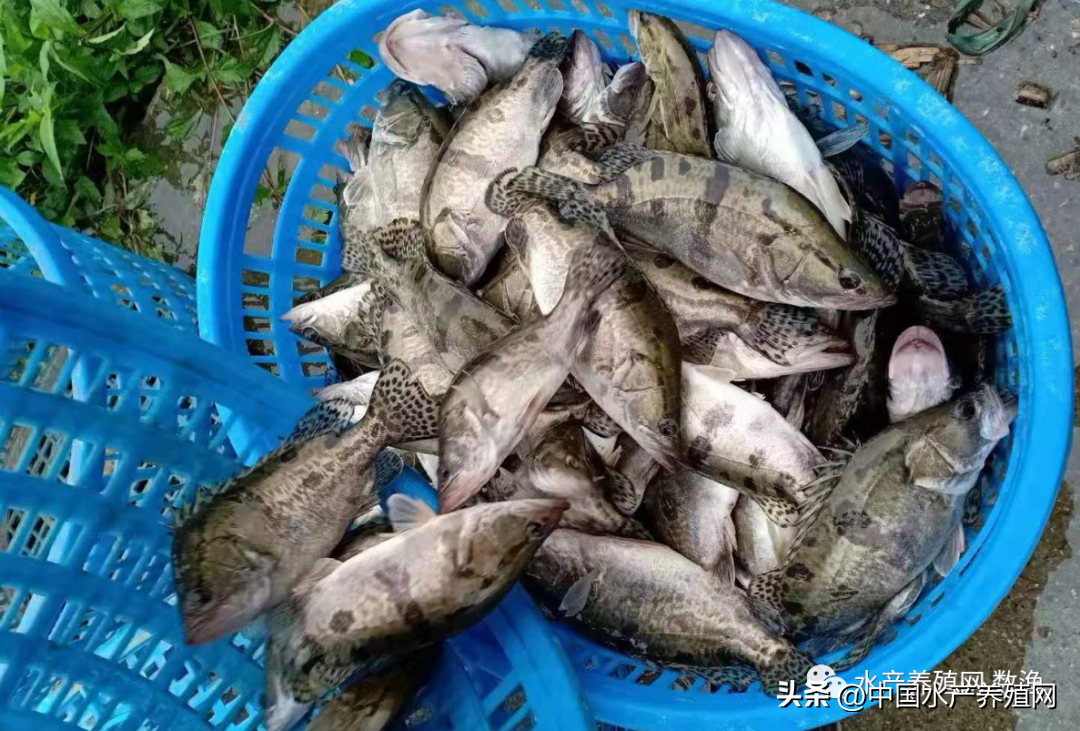 养殖水花黑鱼技术要点_养殖水花黑鱼技术视频_关于黑鱼水花养殖技术