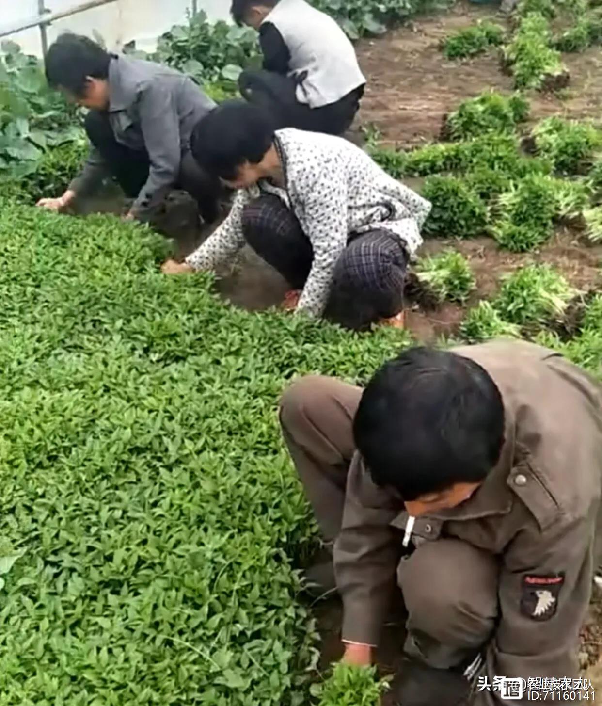 秋延迟辣椒种植管理技术，做好这3点，一季收益可超一年！