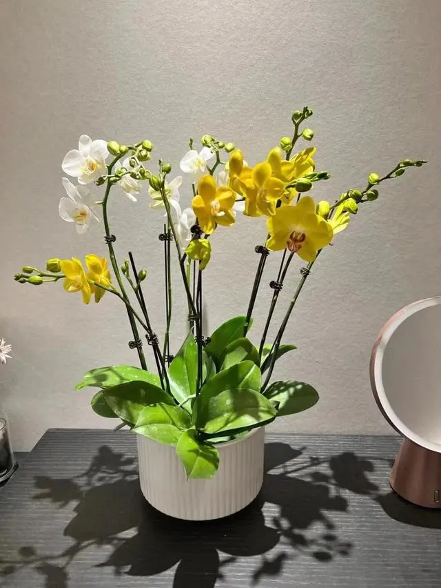 蝴蝶兰幼苗养殖技术_养殖幼苗蝴蝶兰技术要求_养殖幼苗蝴蝶兰技术与管理