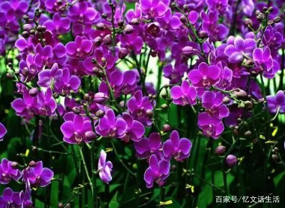 养殖幼苗蝴蝶兰技术与管理_蝴蝶兰幼苗养殖技术_养殖幼苗蝴蝶兰技术视频