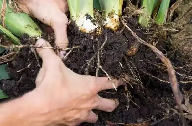幼苗蝴蝶兰的种植方法_蝴蝶兰幼苗养殖技术_养殖幼苗蝴蝶兰技术视频