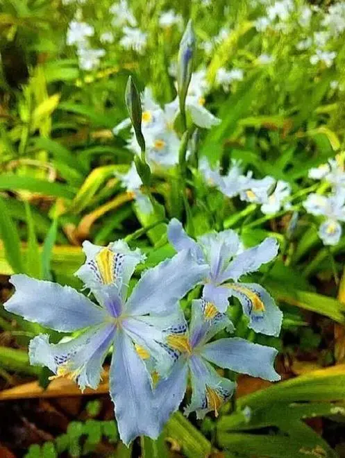 幼苗蝴蝶兰的种植方法_养殖幼苗蝴蝶兰技术视频_蝴蝶兰幼苗养殖技术