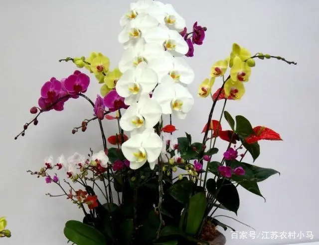 蝴蝶兰幼苗养殖技术_养殖幼苗蝴蝶兰技术要求_养殖幼苗蝴蝶兰技术视频