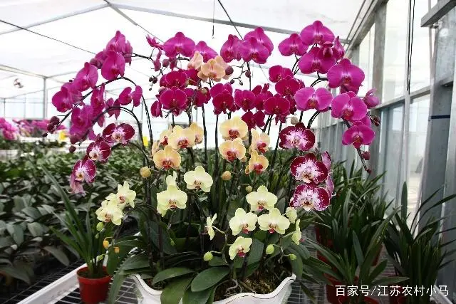 养殖幼苗蝴蝶兰技术视频_养殖幼苗蝴蝶兰技术要求_蝴蝶兰幼苗养殖技术