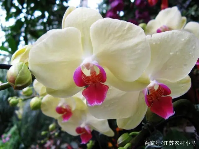 养殖幼苗蝴蝶兰技术视频_蝴蝶兰幼苗养殖技术_养殖幼苗蝴蝶兰技术要求