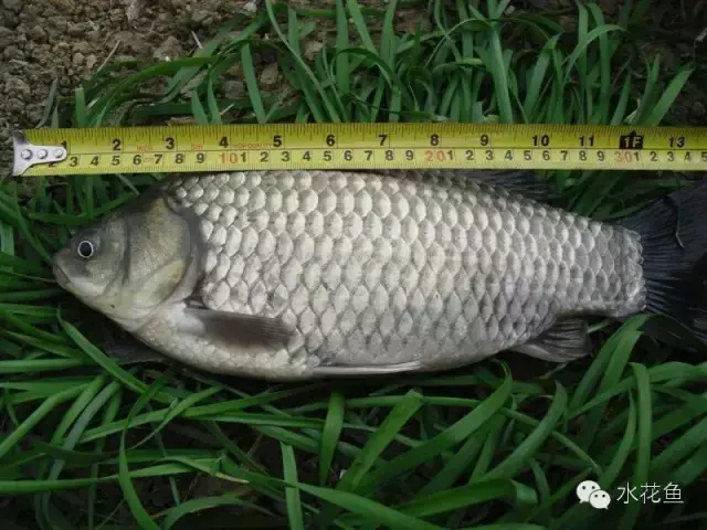养殖水花黑鱼技术视频_养殖水花黑鱼技术要点_关于黑鱼水花养殖技术
