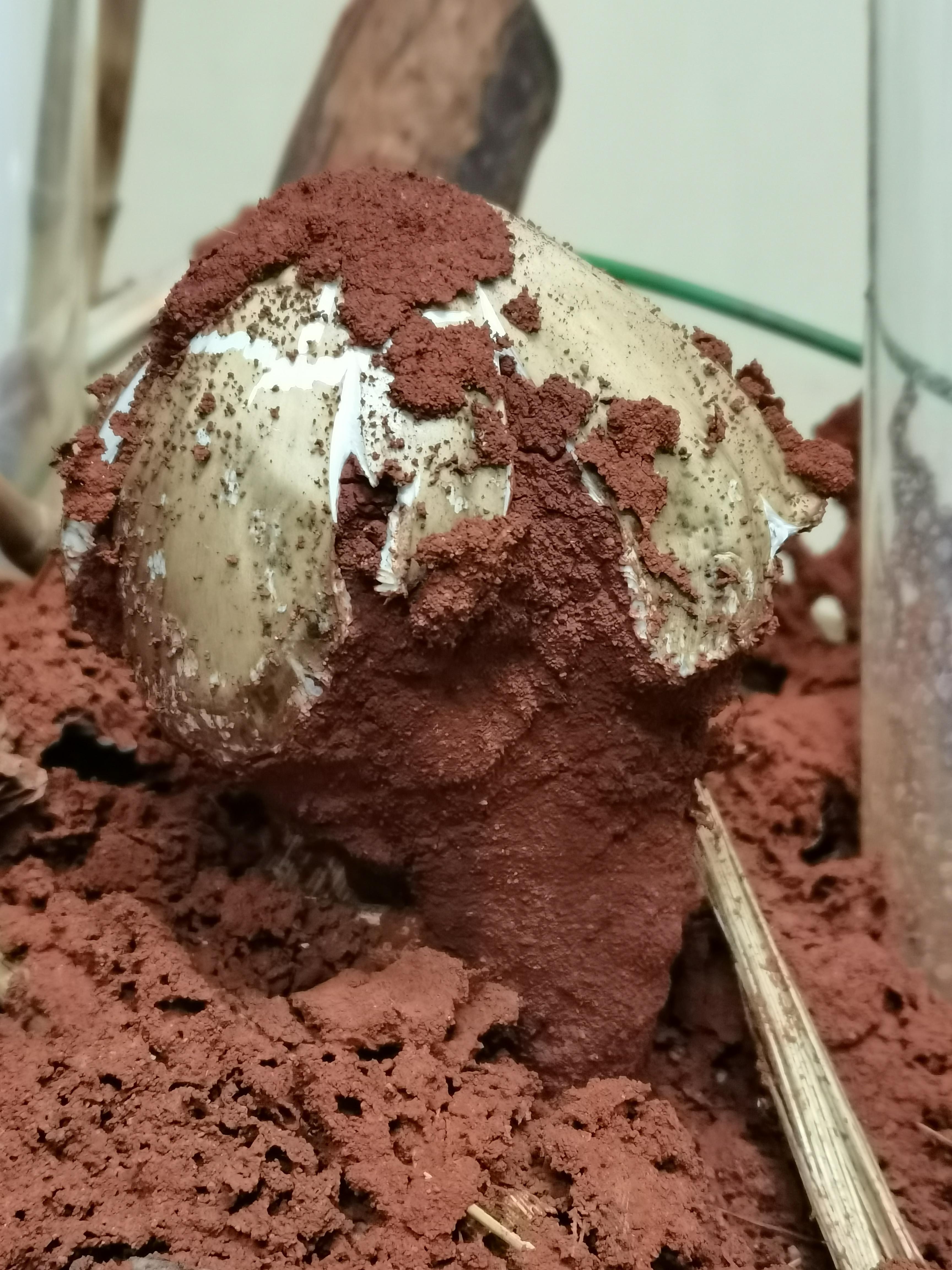 鸡枞菌人工栽培技术致富经_鸡枞菌人工栽培技术视频_鸡枞菌人工种植技术视频