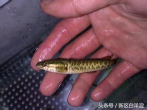 水花黑鱼苗如何养殖_养殖水花黑鱼技术要求_关于黑鱼水花养殖技术