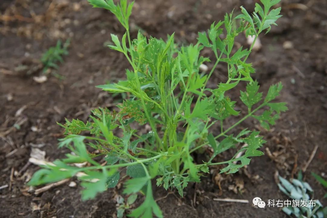 中药材种植致富案例_药材种植业致富项目_药材种植致富项目