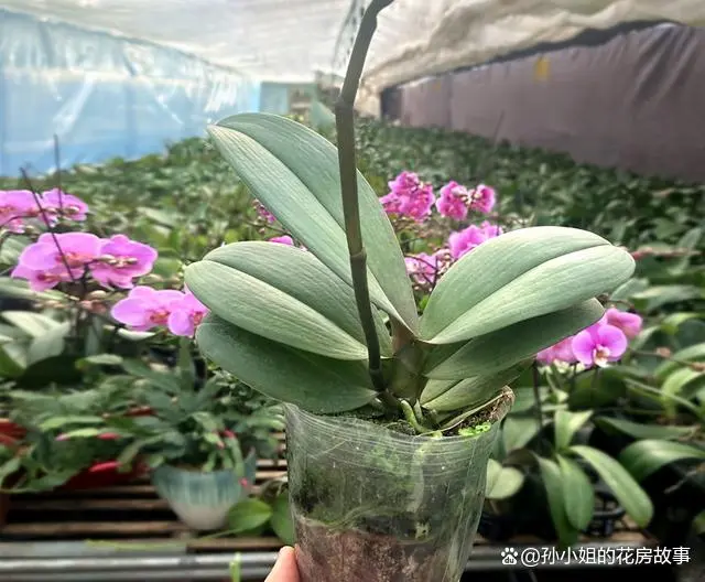 养殖幼苗蝴蝶兰技术要求_养殖幼苗蝴蝶兰技术与管理_蝴蝶兰幼苗养殖技术