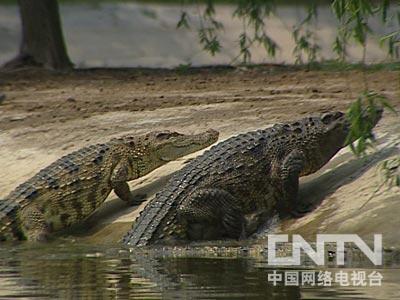 致富鳄鱼凶猛视频_致富经鳄鱼凶猛_致富经鳄鱼龟养殖视频