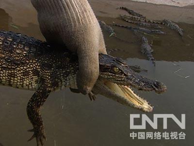 致富经鳄鱼凶猛_致富经鳄鱼龟养殖视频_致富鳄鱼凶猛视频