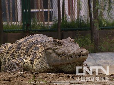 致富经鳄鱼龟养殖视频_致富鳄鱼凶猛视频_致富经鳄鱼凶猛