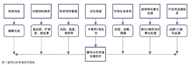 生姜养殖技术与管理_生姜养殖技术_生姜养殖技术要点