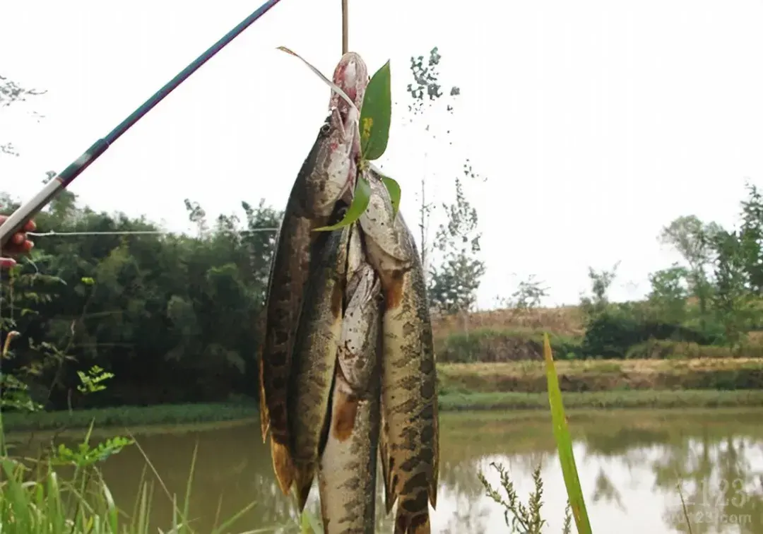 养殖水花黑鱼技术要点_养殖水花黑鱼技术视频_关于黑鱼水花养殖技术