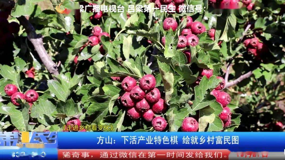 丝瓜种植致富_方山种植致富_年种植什么赚钱种植致富项