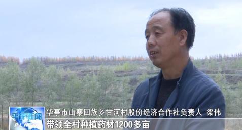 致富经盆栽野菜中药材_药用野菜_种植野菜致富