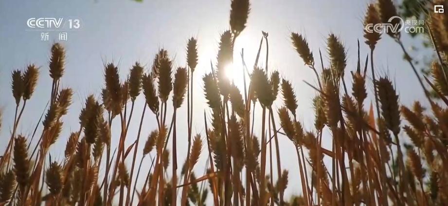 奉节陈涛_重庆奉节副县长陈鼎_致富经重庆奉节县陈波