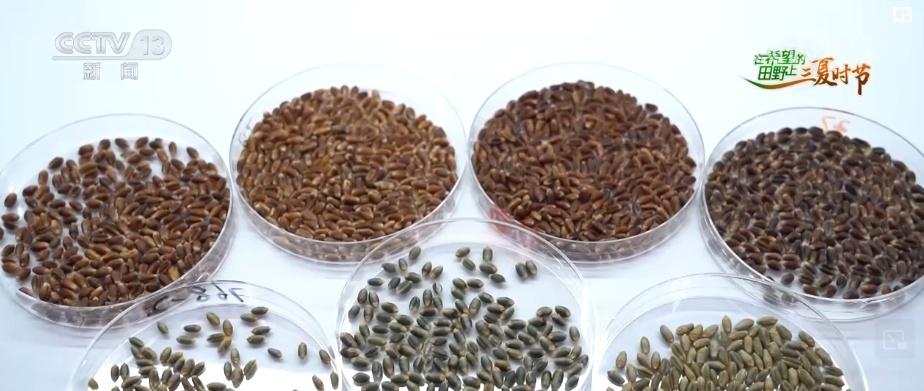 重庆奉节副县长陈鼎_致富经重庆奉节县陈波_奉节陈涛