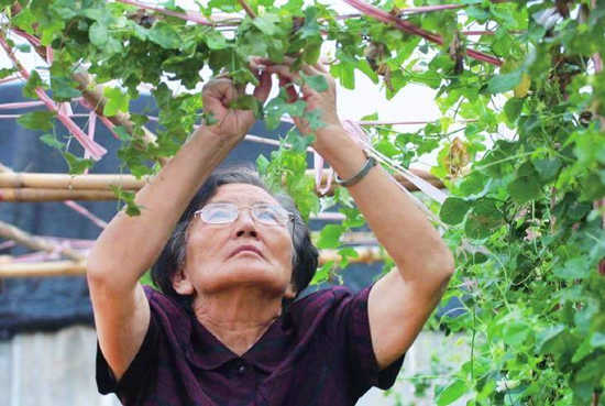 致富经种瓜女_致富经种南瓜_致富经种瓜不卖瓜年入八千万