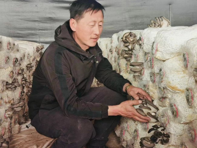 陕西神木：春日大棚农事忙 增收致富后劲强