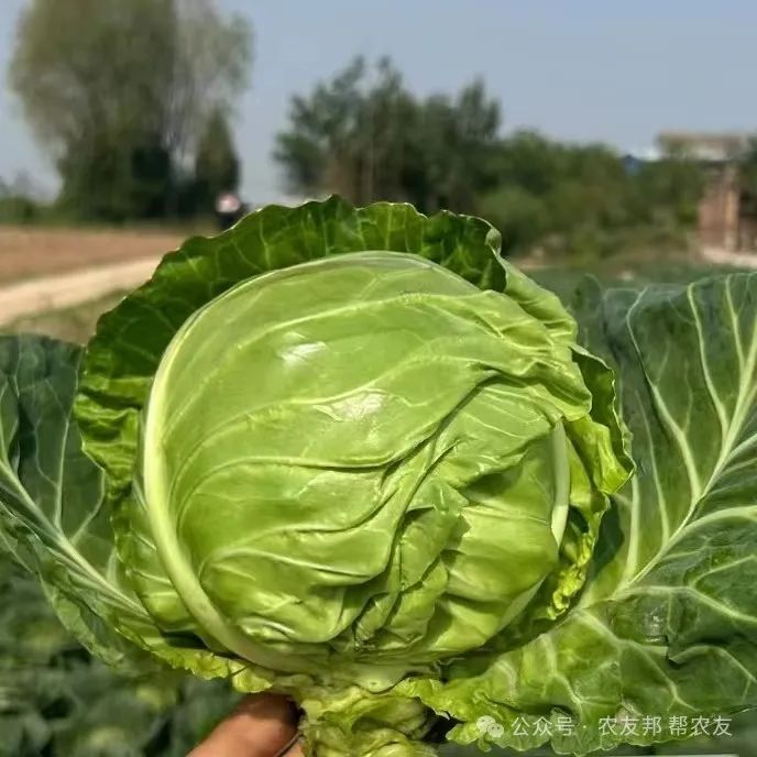 ​甘蓝及其栽培技术