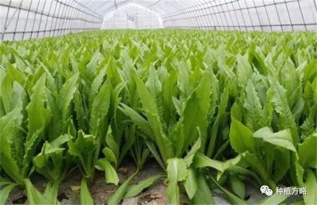 油麦菜高产种植技术+管理要点
