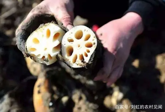 藕的养殖技术视频_养藕的技术_藕的养殖技术