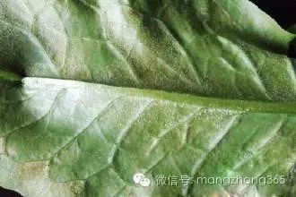 油麦菜种植时间及技术要点_油麦菜种植法_油麦菜种植技术和时间