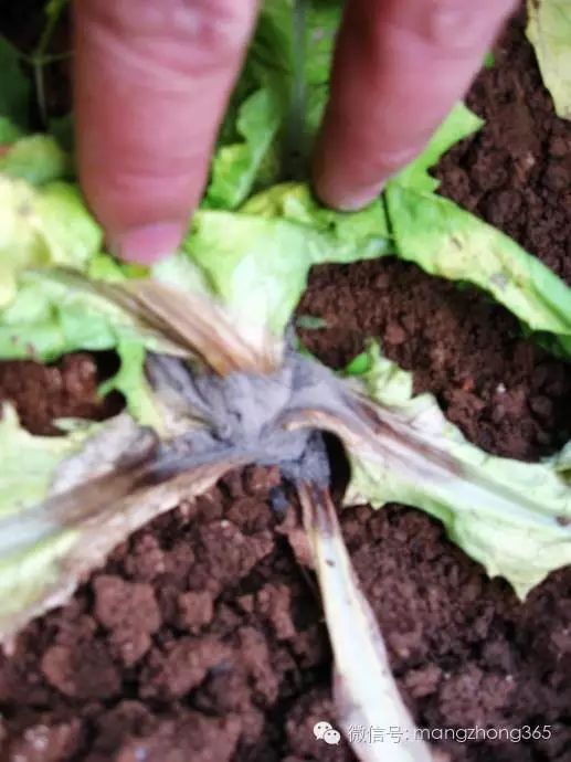 油麦菜种植法_油麦菜种植时间及技术要点_油麦菜种植技术和时间