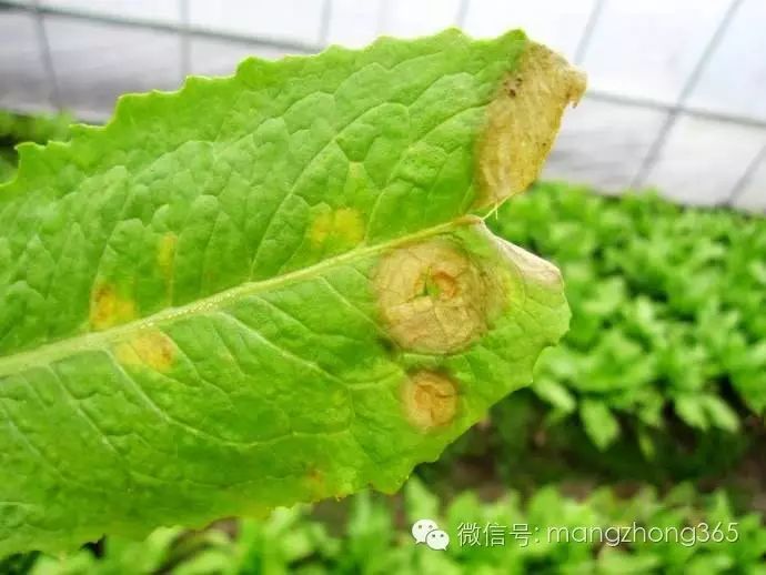 油麦菜种植技术和时间_油麦菜种植法_油麦菜种植时间及技术要点