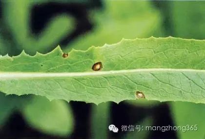 油麦菜种植技术和时间_油麦菜种植法_油麦菜种植时间及技术要点
