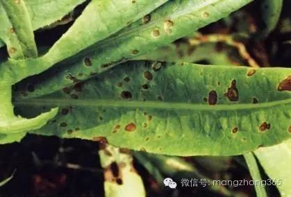 油麦菜种植时间及技术要点_油麦菜种植法_油麦菜种植技术和时间