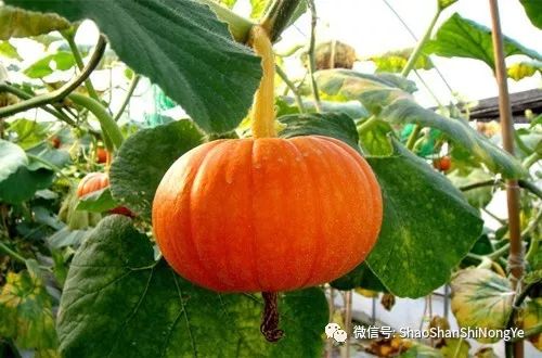 南瓜种植技术与管理