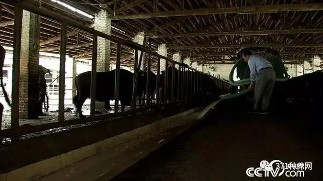 挖牛粪的工具叫什么_致富经 牛粪掏五百万_掏牛粪视频