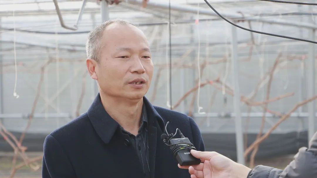 上海农业种植致富_上海种植基地_上海种植什么赚钱