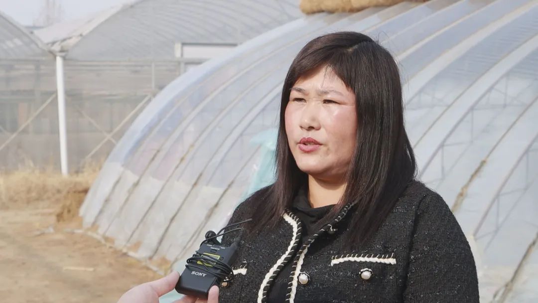 上海种植什么赚钱_上海种植基地_上海农业种植致富