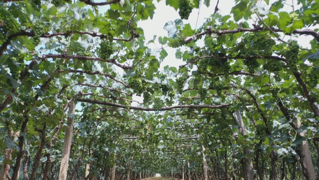 上海种植什么赚钱_上海农业种植致富_上海种植基地