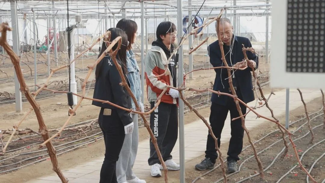 上海种植基地_上海种植什么赚钱_上海农业种植致富