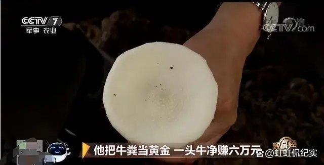 掏牛粪视频_挖牛粪的工具叫什么_致富经 牛粪掏五百万