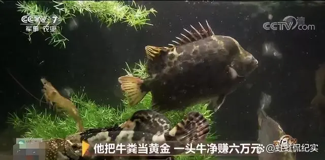 挖牛粪的工具叫什么_掏牛粪视频_致富经 牛粪掏五百万