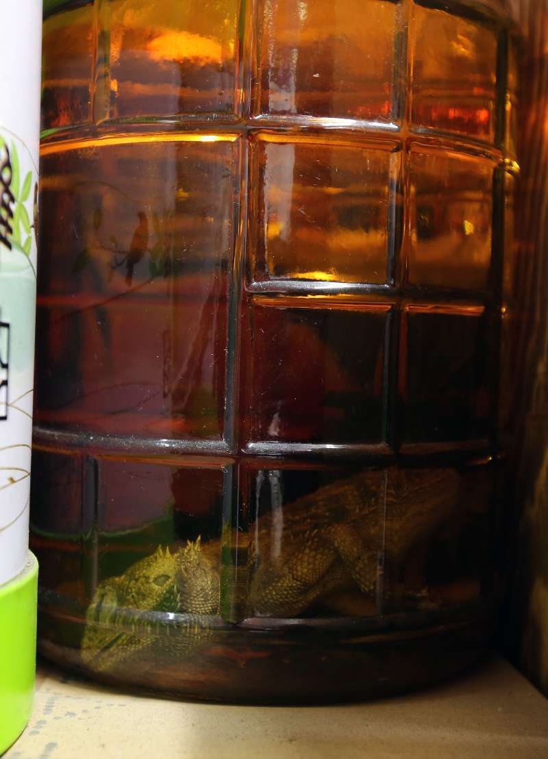 苍耳种植技术_视频致富种植苍耳是真的吗_苍耳种植致富视频