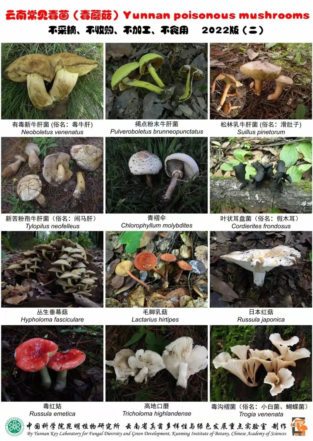 致富经竹菌_竹菌菌种生产配方_致富经食用菌种植