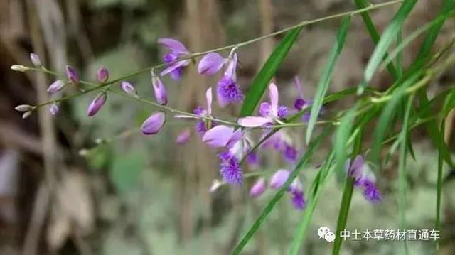 种植药材益智网技术中标公告_种植药材效益怎么样_中药材种植技术网益智种植