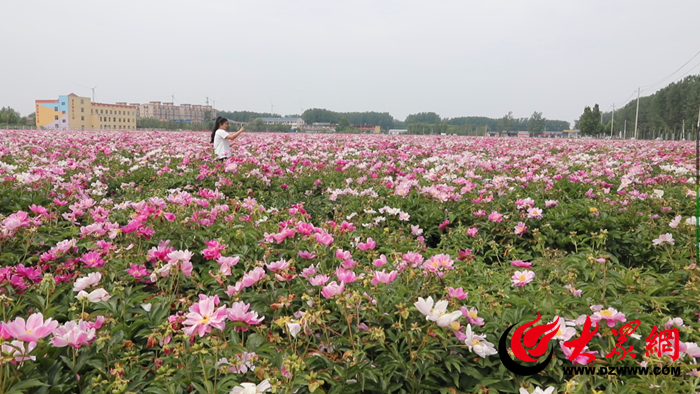 山东鄄城：芍药产业促乡村振兴