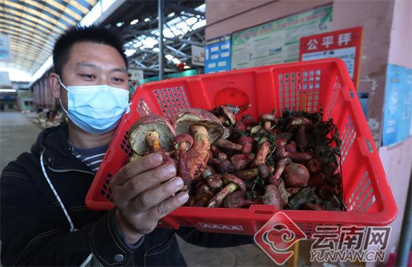 致富经竹菌_致富经食用菌种植_竹菌的价格